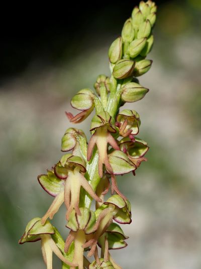 Orchis homme-pendu