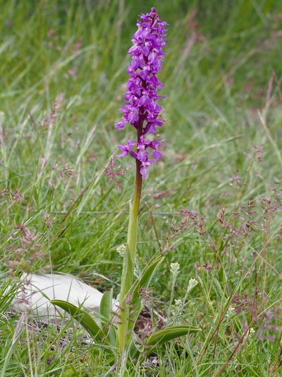 Orchis mâle