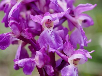 Orchis mâle