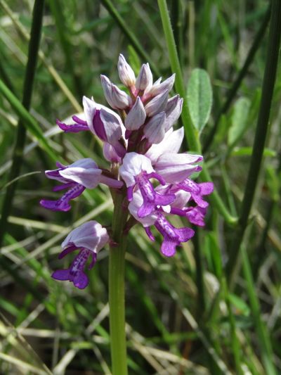 Orchis militaire