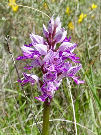 Orchis militaire