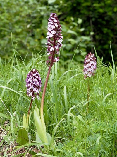 Orchis pourpre