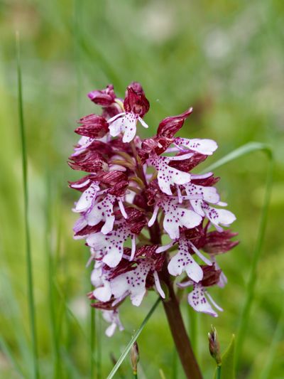 Orchis pourpre