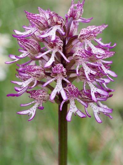 Orchis pourpre