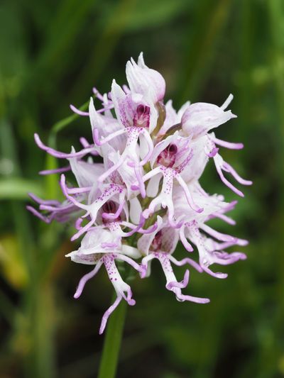 Orchis singe