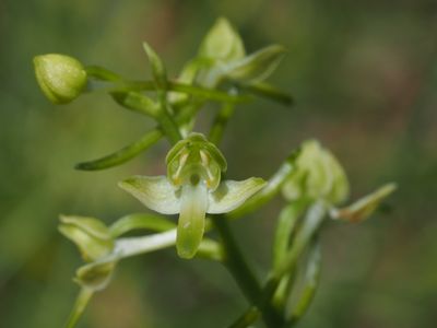 Platanthère à fleurs verdâtres