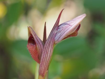 Sérapias à petites fleurs