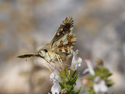 Hespérie des Potentilles