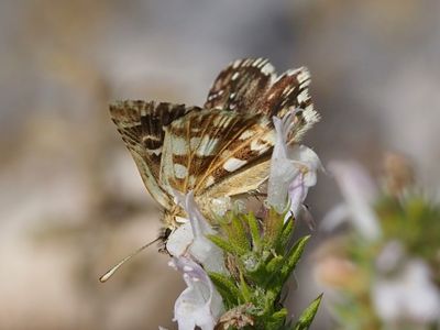 Hespérie des Potentilles