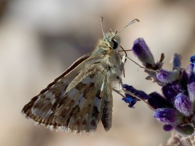 Hespérie de la Malope