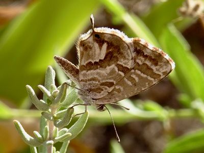 Brun des Pélargoniums