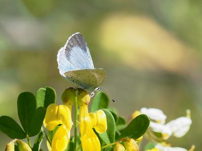 Azuré des Nerpruns