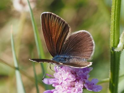 Azuré des Anthyllides