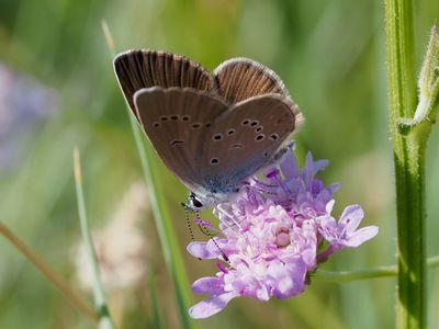 Azuré des Anthyllides