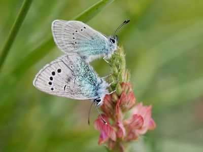 Azuré des Cytises