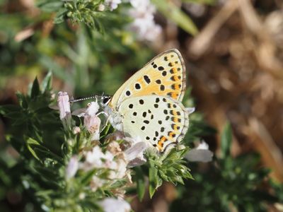 Cuivré fuligineux