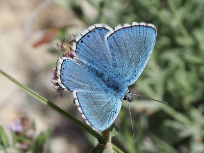 Argus bleu céleste