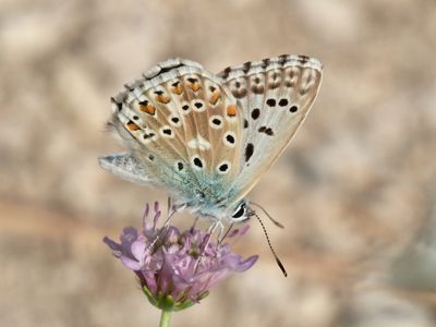 Bleu-nacré d'Espagne