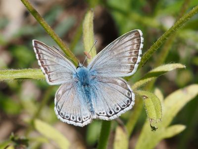 Bleu-nacré d'Espagne