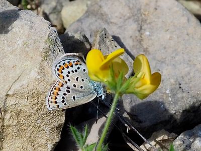 Azuré de l'Ajonc