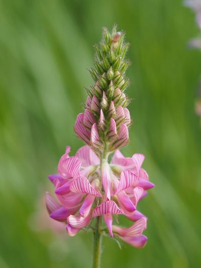 Sablé du Sainfoin