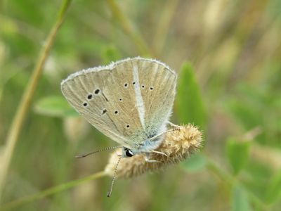 Sablé du Sainfoin