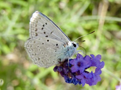 Azuré de l'Orobe