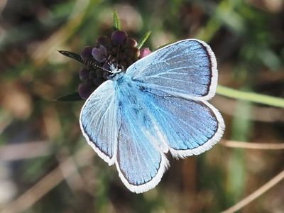 Azuré du Mélilot