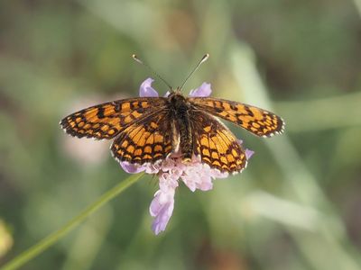 Mélitée de la Lancéole, Mélitée des Scabieuses