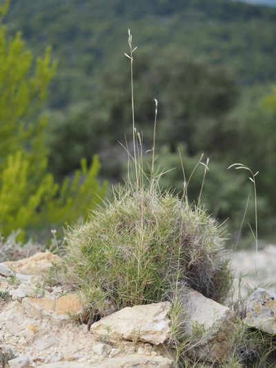 Ocellé de la Canche