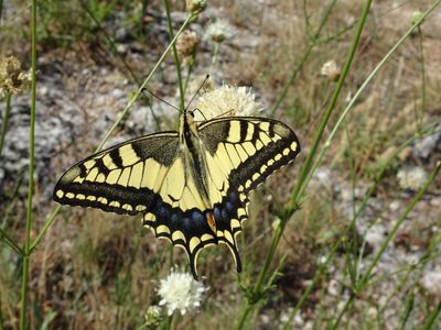 Machaon