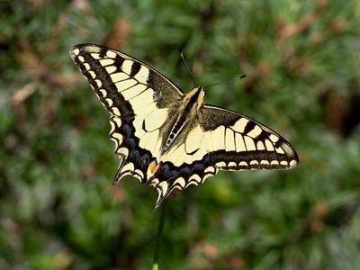 Machaon