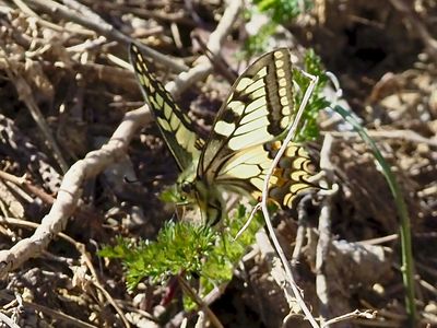 Machaon