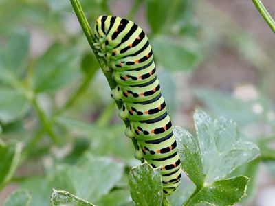 Machaon