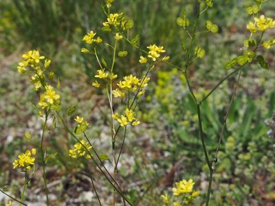 Aurore de Provence