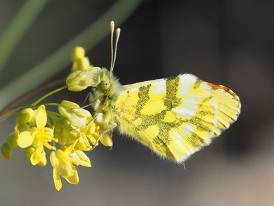 Aurore de Provence