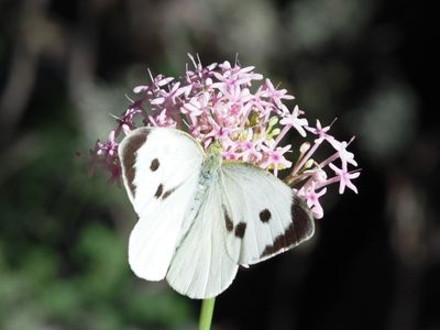 Piéride du Chou