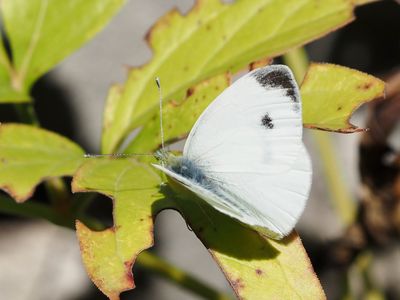 Piéride de l'Ibéride