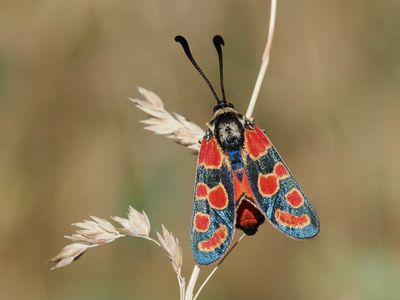 Zygène du Sainfoin