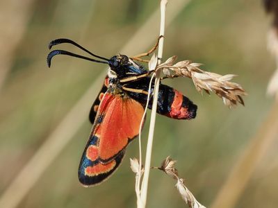 Zygène du Sainfoin