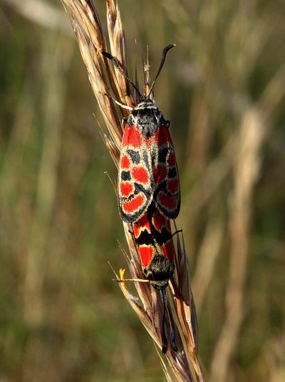 Zygène du Sainfoin