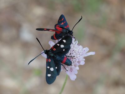 Zygène de la Coronille variée