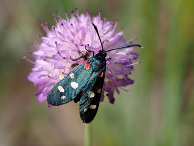 Zygène de la Coronille variée