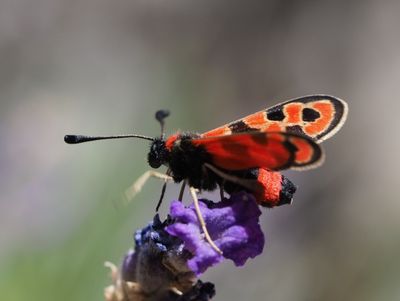 Zygène de la Petite Coronille