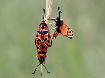 Zygène de la Petite Coronille