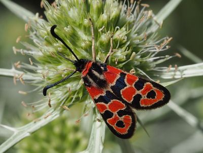 Zygène de la Petite Coronille