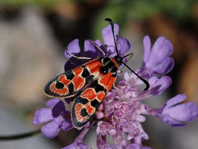 Zygène de la Petite Coronille