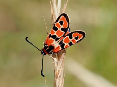 Zygène de la Petite Coronille