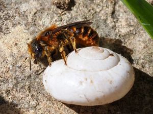 Les abeilles hélicicoles