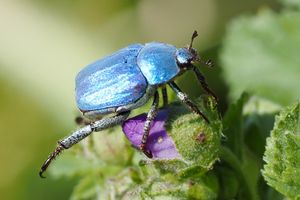 Hoplie bleue